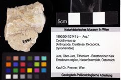 Foto (Objket + Etiketten) von Cyclothyreus sp. 